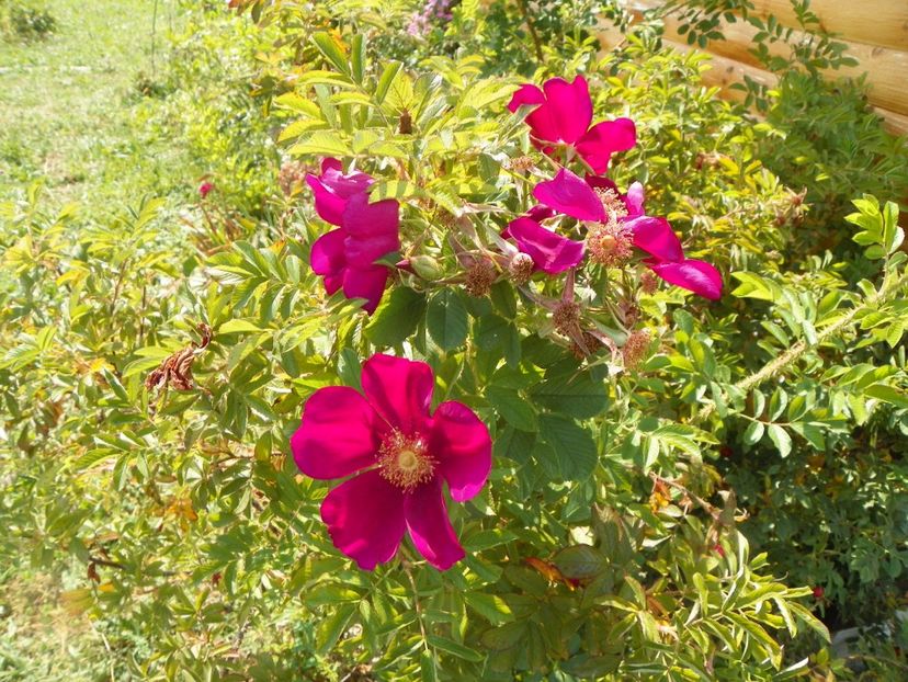 Ann Endt - Trandafiri 2017 3