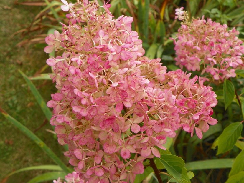 hydrangea pan. Vanille Fraise - Copacei si arbusti 2017