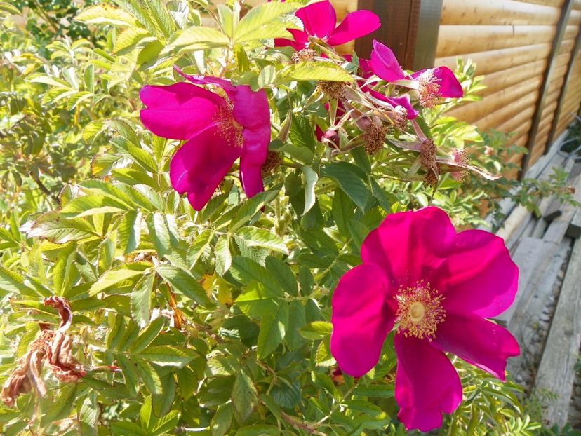 Ann Endt - Trandafiri 2017 3