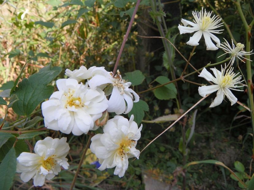 Snow Goose - Trandafiri 2017 3