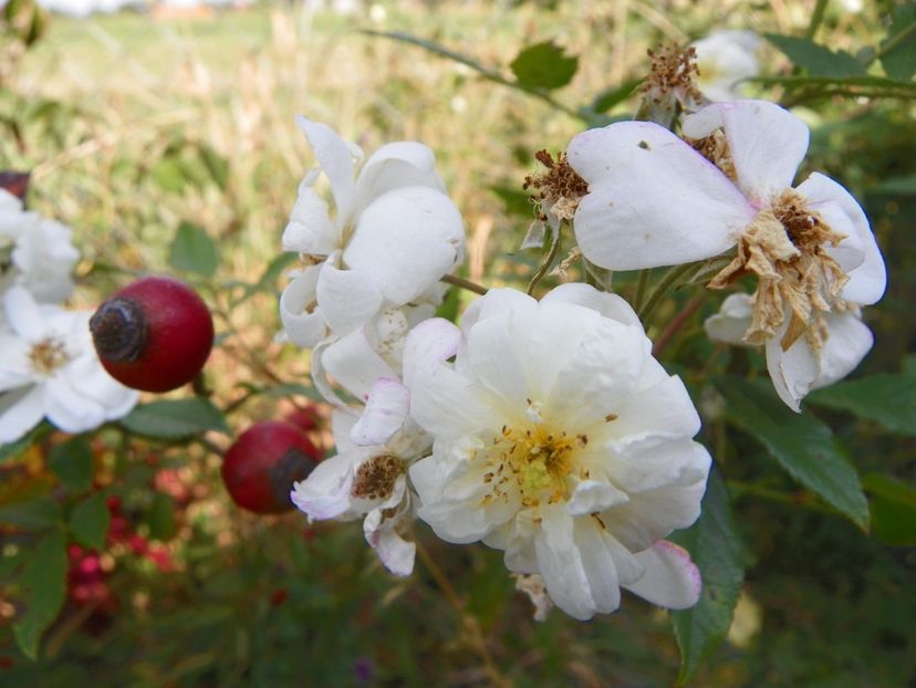 Snow Goose - Trandafiri 2017 3