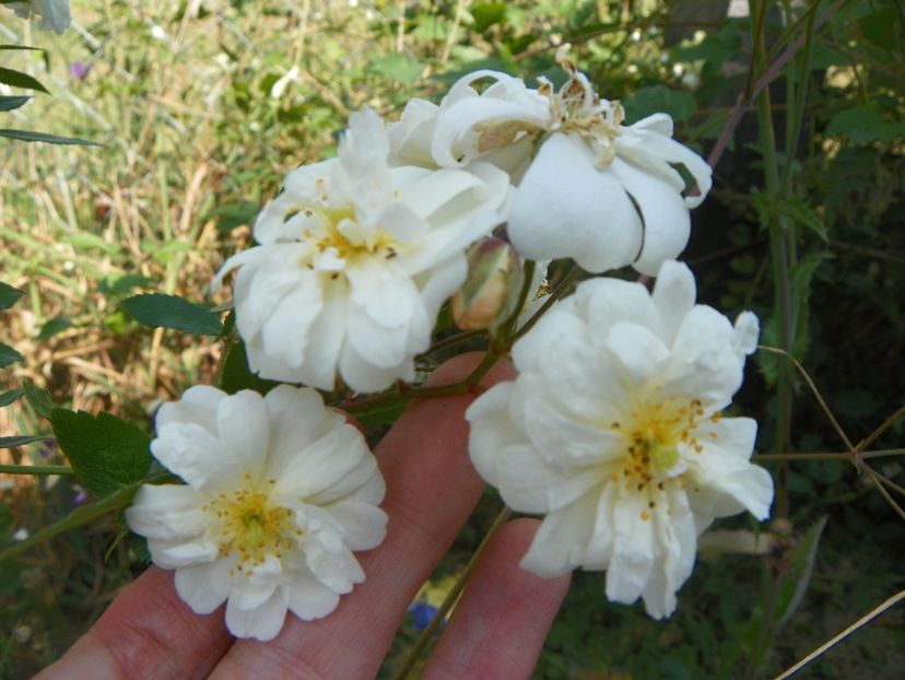 Snow Goose - Trandafiri 2017 3