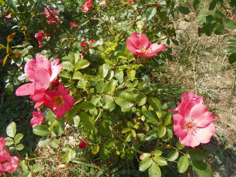 Douceur Normande - Trandafiri 2017 3