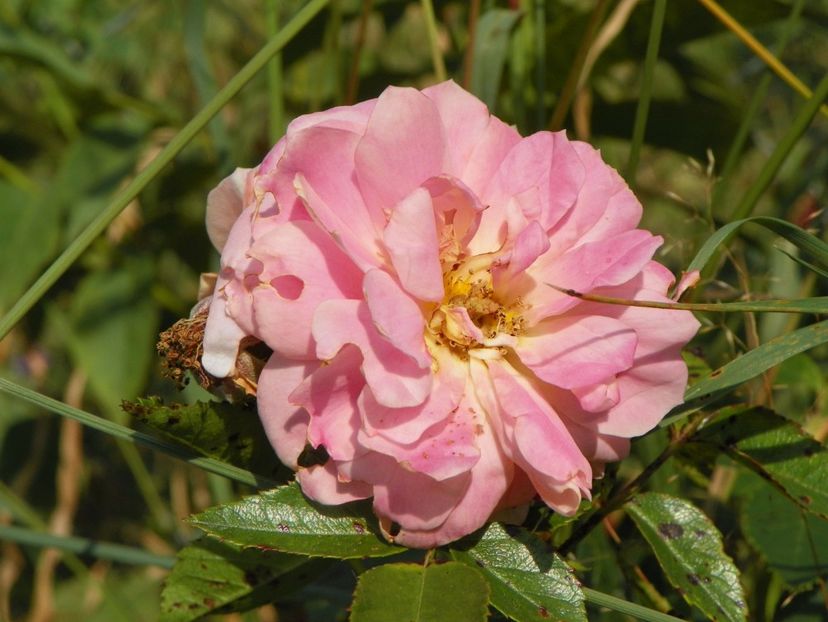 Morgengruss - Trandafiri 2017 3