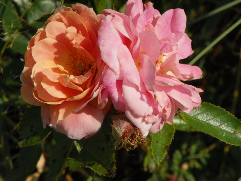 Morgengruss - Trandafiri 2017 3