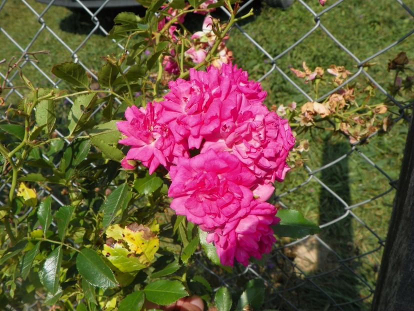 Super Dorothy - Trandafiri 2017 3