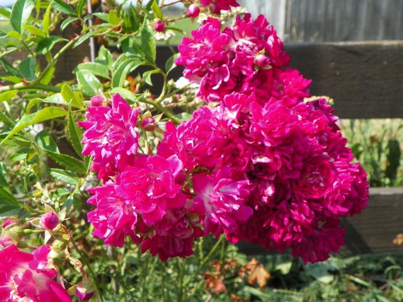 Super Excelsa - Trandafiri 2017 3