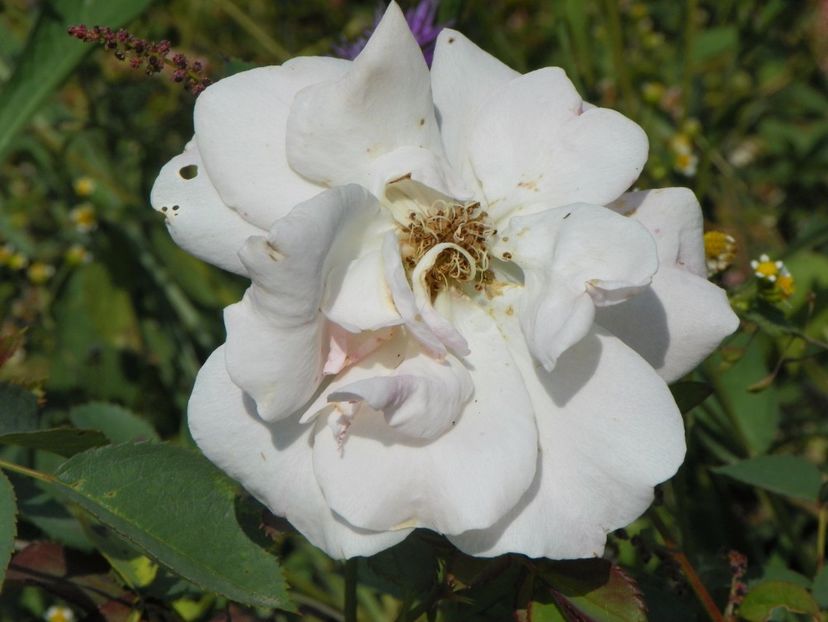 Morden Blush - Trandafiri 2017 3