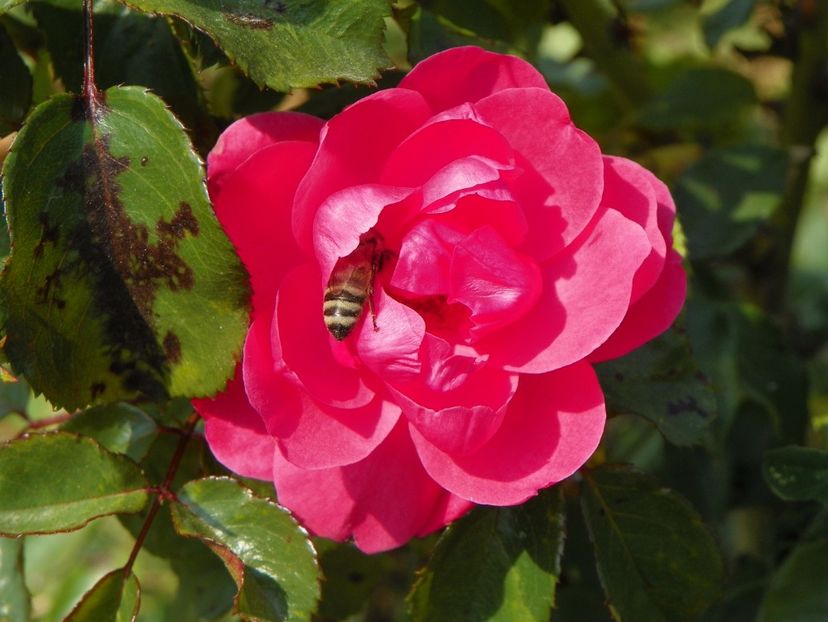 Bordure Magenta - Trandafiri 2017 3