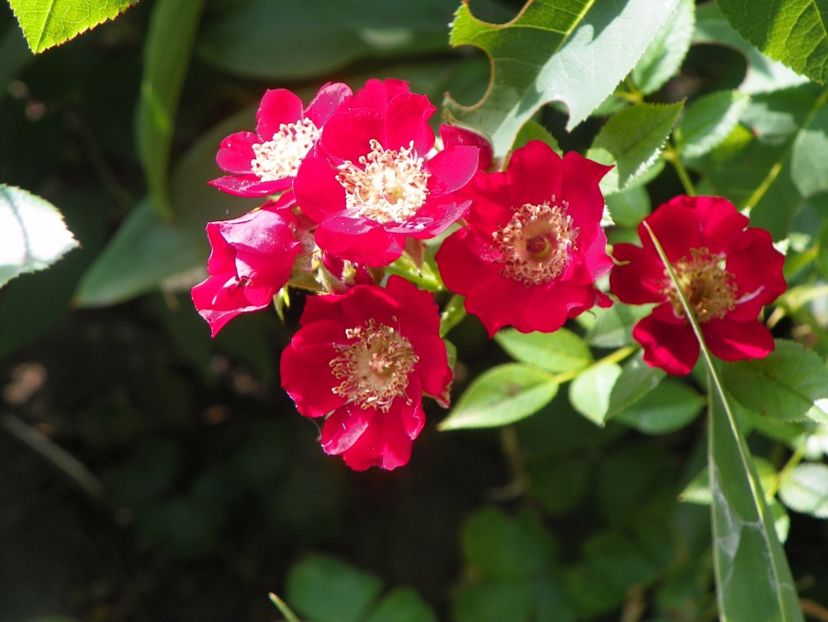 Eyeopener - Trandafiri 2017 - II