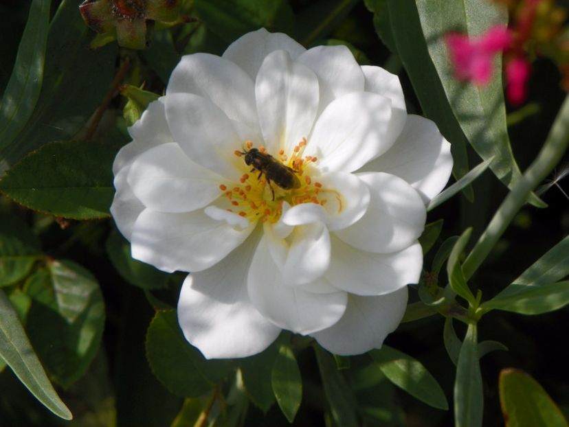 Kent - Trandafiri 2017 - II