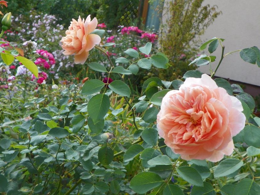 Tea Clipper - Trandafiri 2017 - II