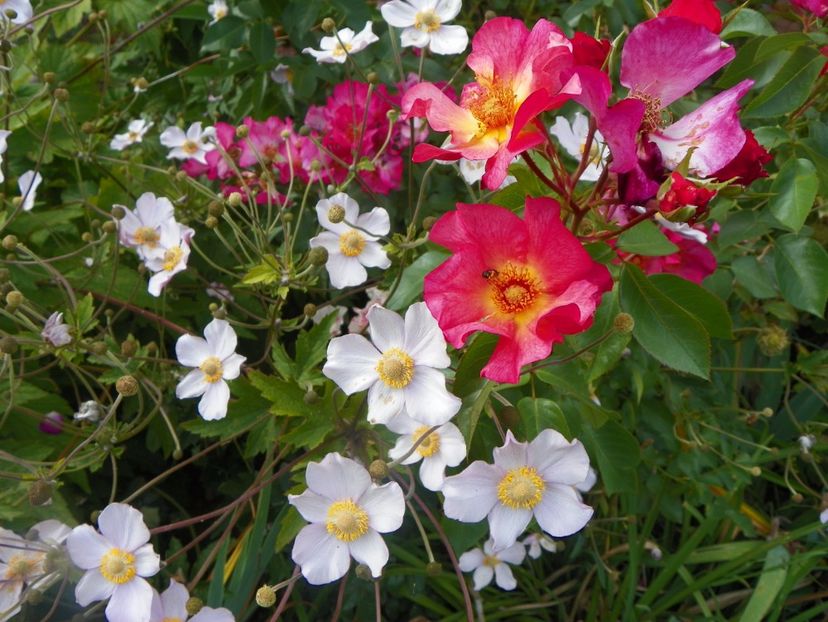 Pretty Sunrise - Trandafiri 2017 - II