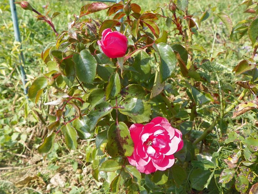 Bordure Magenta - Trandafiri 2017 3