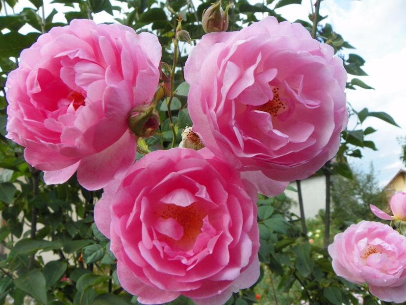 Scepter'd Isle - Trandafiri 2017 - II