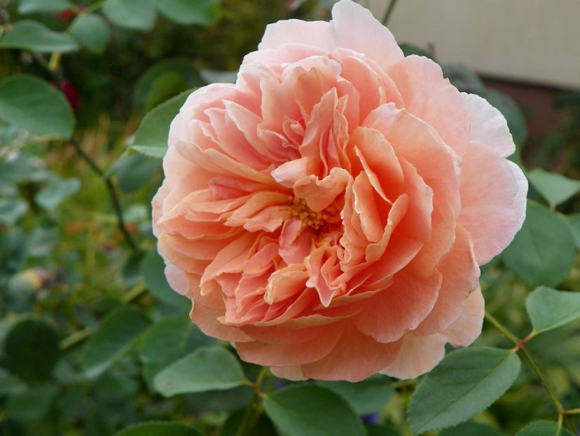 Tea Clipper - Trandafiri 2017 - II