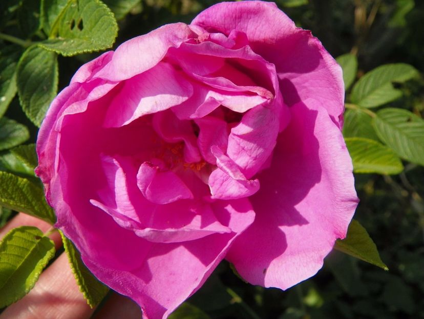 Pink Roadrunner - Trandafiri 2017 3