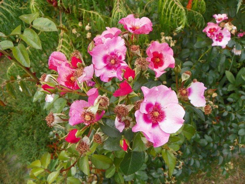 Bright as a button - Trandafiri 2017 - II