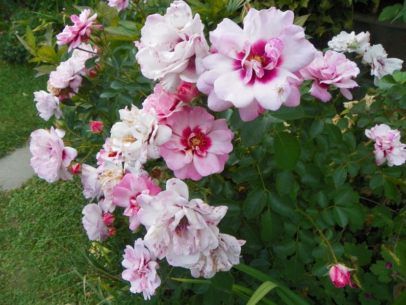 Chewdelight - Trandafiri 2017 - II