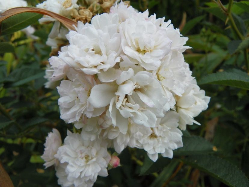 Anne Marie de Montravel - Trandafiri 2017 - II