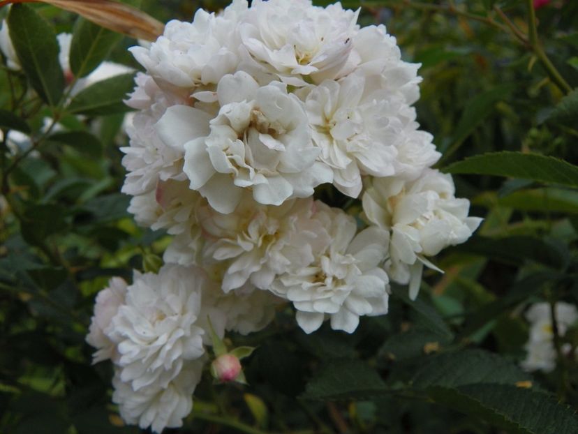 Anne Marie de Montravel - Trandafiri 2017 - II