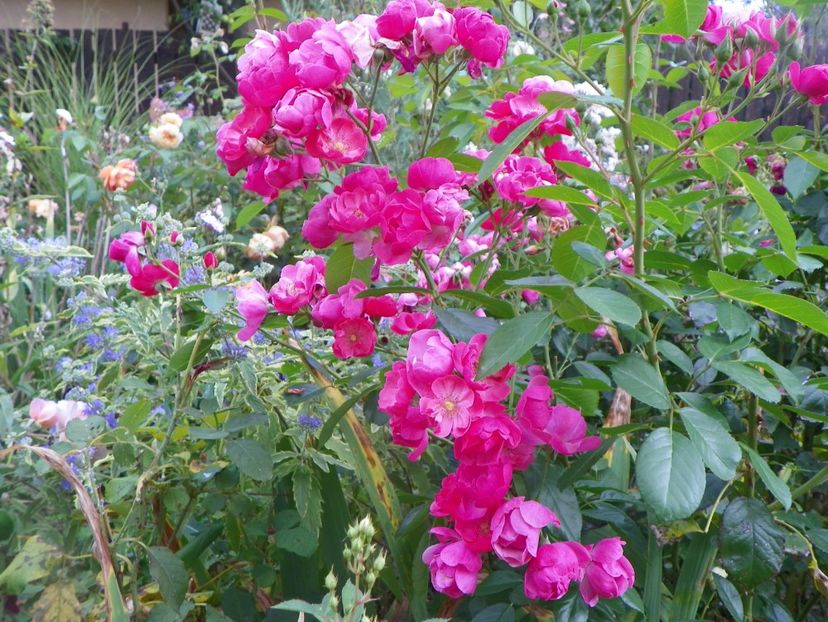 Angela - Trandafiri 2017 - II