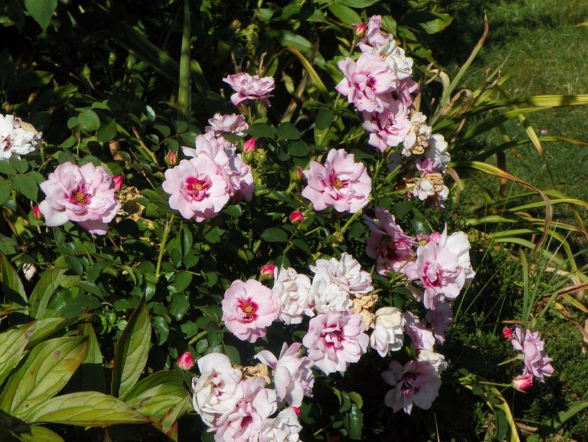 Chewdelight - Trandafiri 2017 - II