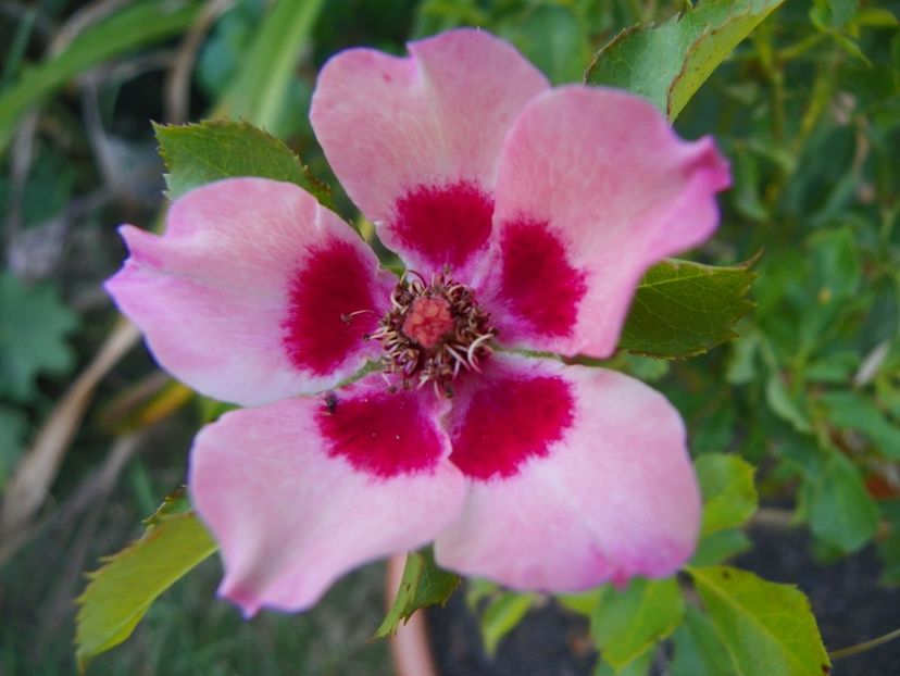 Pastel Babylon Eyes - Trandafiri 2017 - II