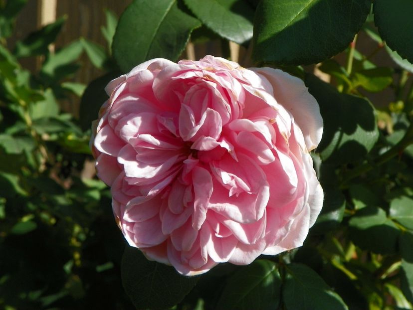 Cinderella - Trandafiri 2017 - II