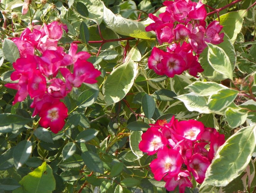 Grand Duc Jean - Trandafiri 2017 3