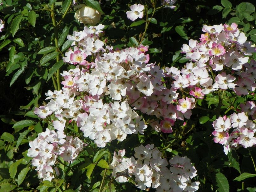 Ballerina - Trandafiri 2017 - II