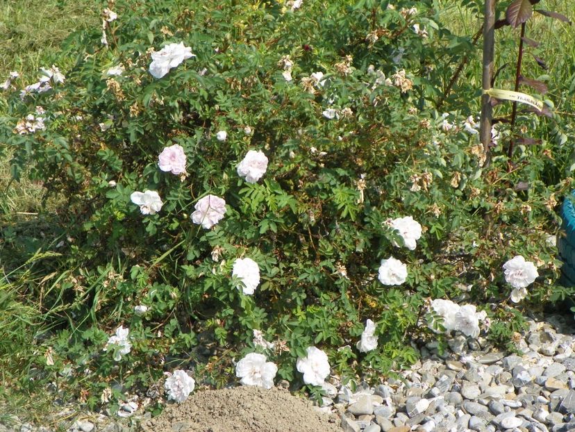 Stanwell Perpetual - Trandafiri 2017 3