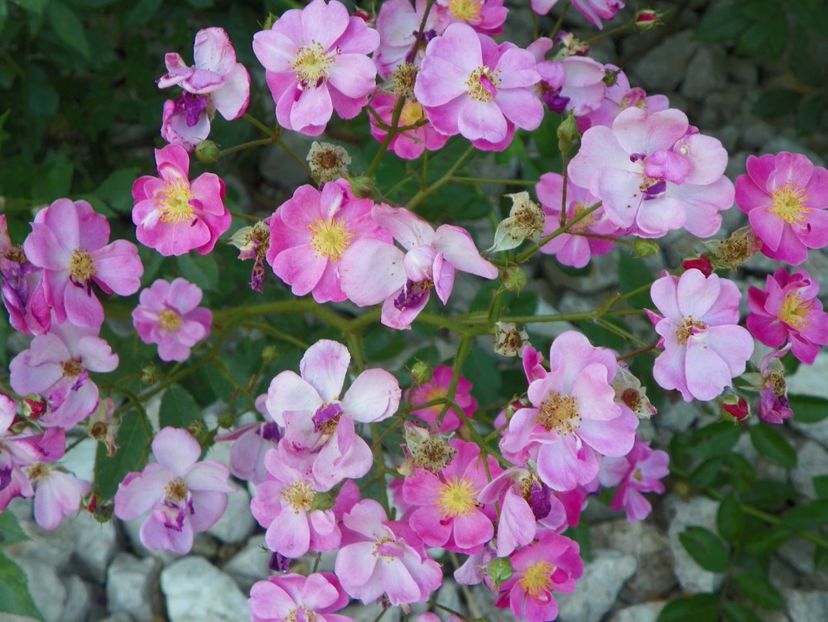 Lavender Dream - Trandafiri 2017 3