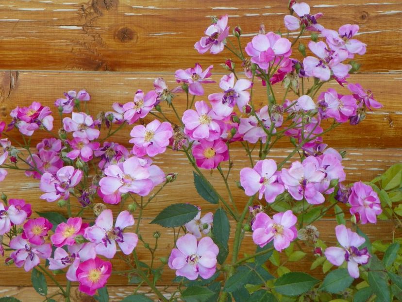 Lavender Dream - Trandafiri 2017 3