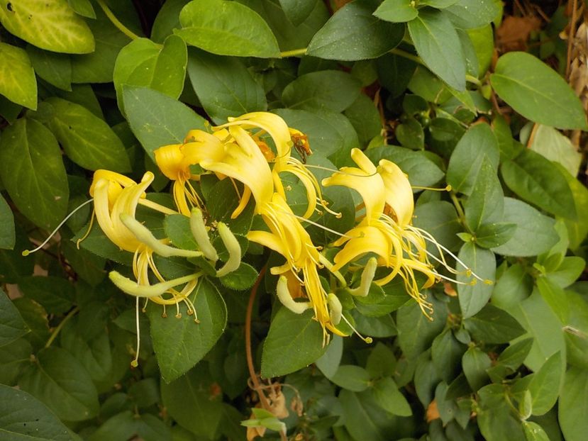  - lonicera