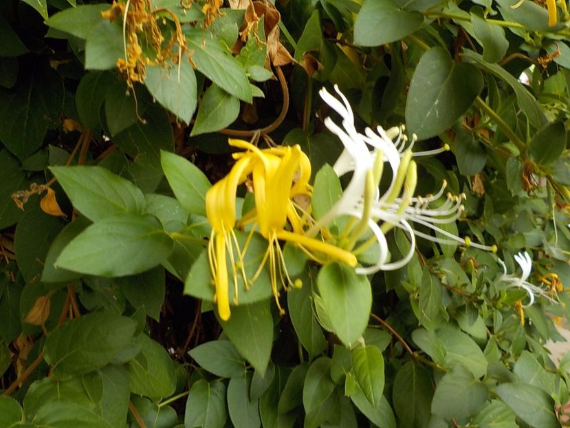  - lonicera