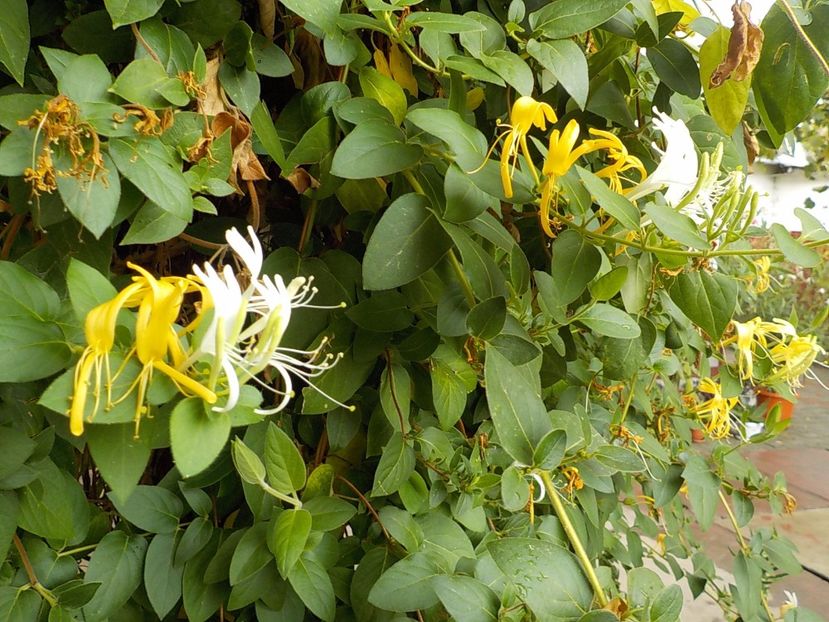  - lonicera