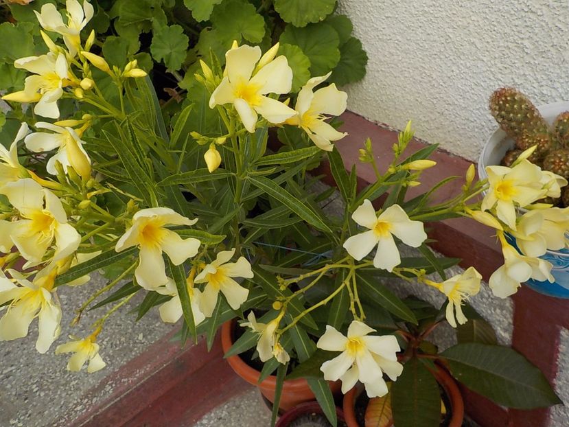  - maria gambeta nr 25