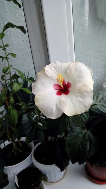  - Hibiscus
