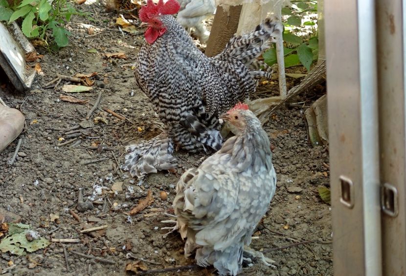  - H - Mii de flori 2017 B