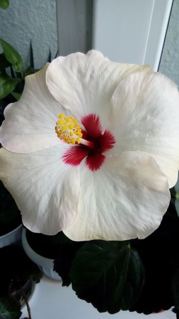  - Hibiscus