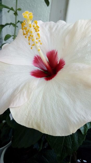  - Hibiscus