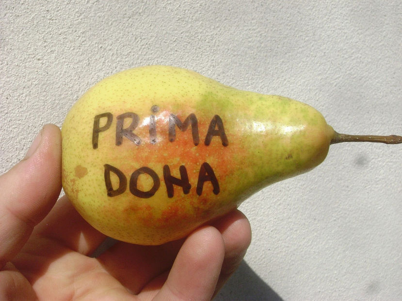 Para Primadona - Par Primadona