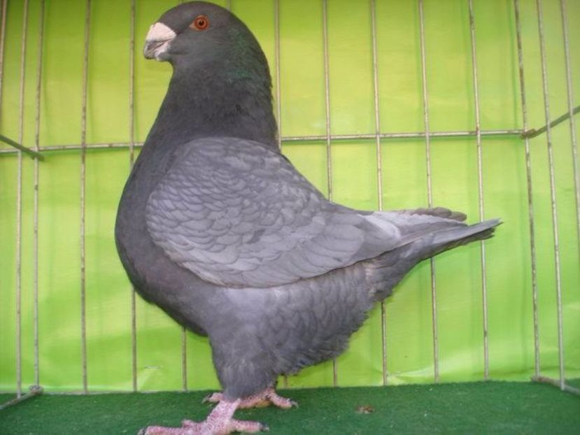 M 2014 H Pustai L - Perechi 2014