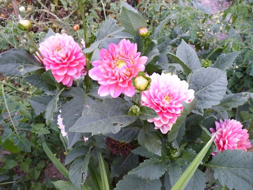 melody allegro - 2017 in gradina mea