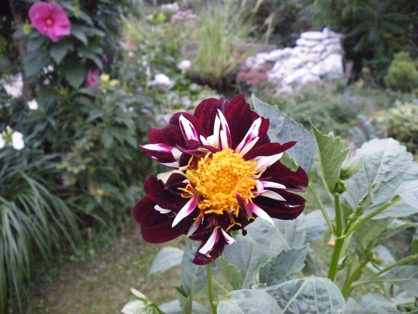 night butterfly - 2017 in gradina mea