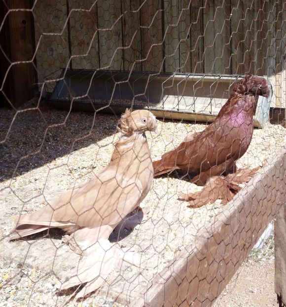 Tineret 2017 - JDB puii 2017