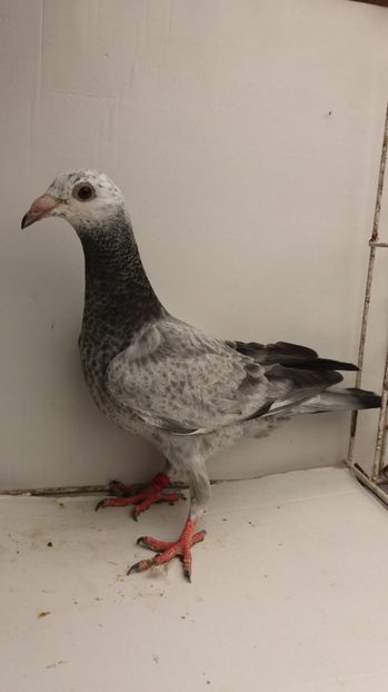 vandut - De vanzare voiajori pui 2017