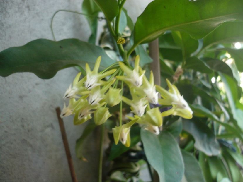 03.09.2017 - HOYA 2017