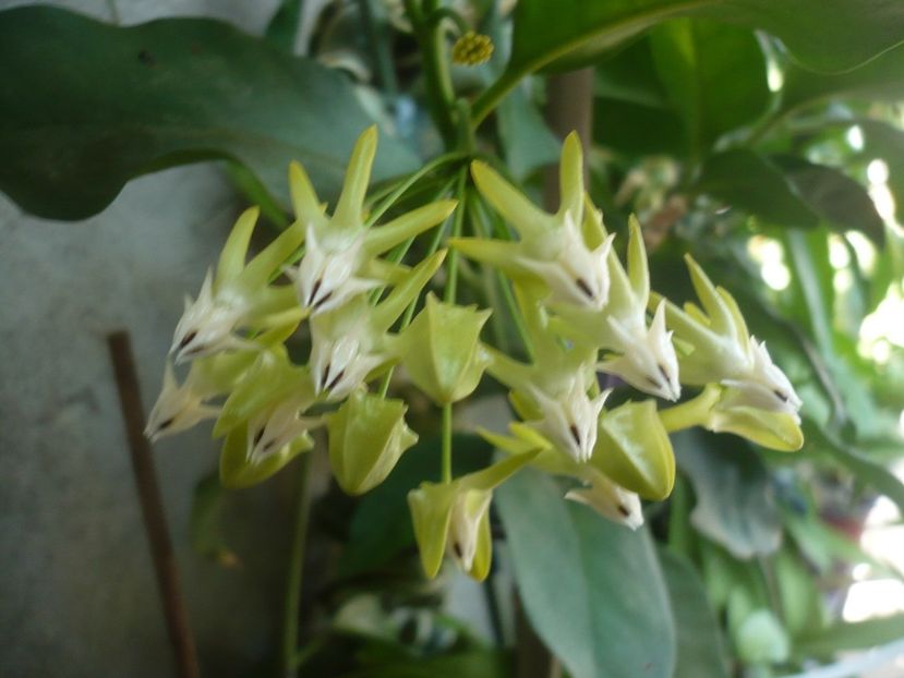 P1340709 - HOYA 2017